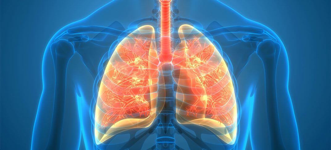 Immagine di polmoni umani.